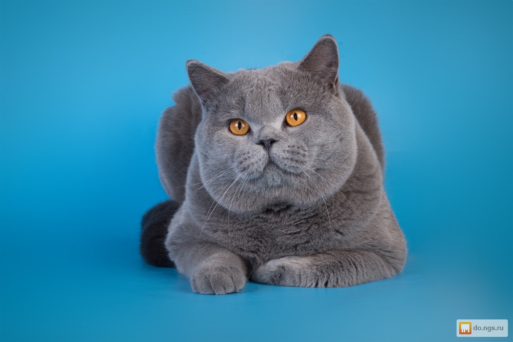 Британская. Британский голубой короткошерстный кот. Голубой британец кот. Кошка голубой британец. Британка кошка британка.