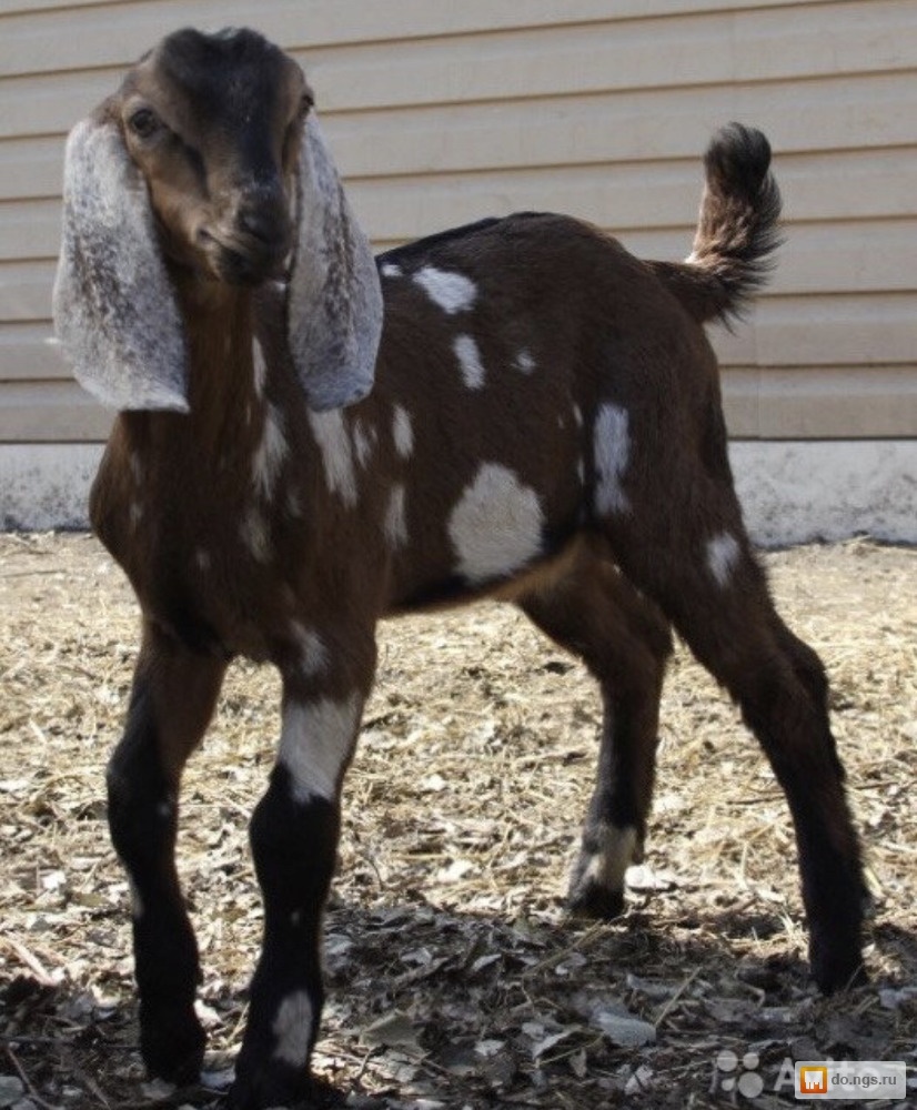 Купить нубийскую козу в новосибирске
