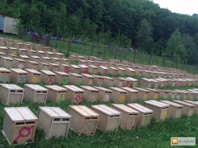 Пчелопакеты в краснодарском крае 2024. Пчелопакеты. Пакет пчел. Пчелопакет сдвоенный. Пчелопакеты Красногорское.