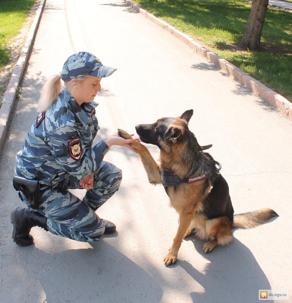 Услуги дрессировки собак. Кинолог с собакой. Услуги кинолога. Кинолог дрессировка. Учеба на кинолога.