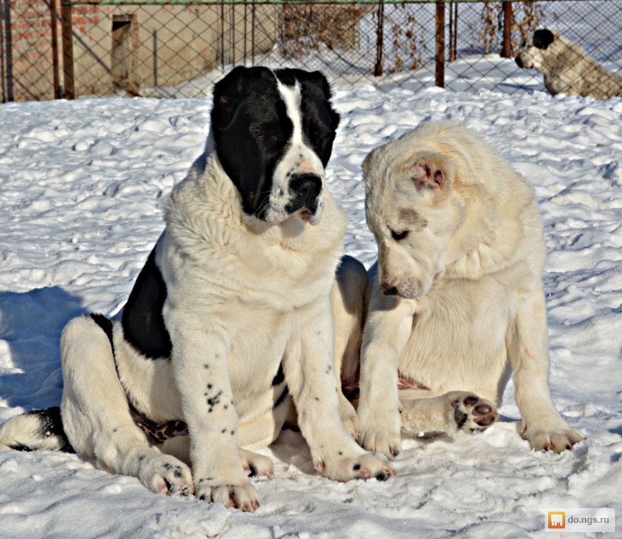 Фото алабаев взрослых