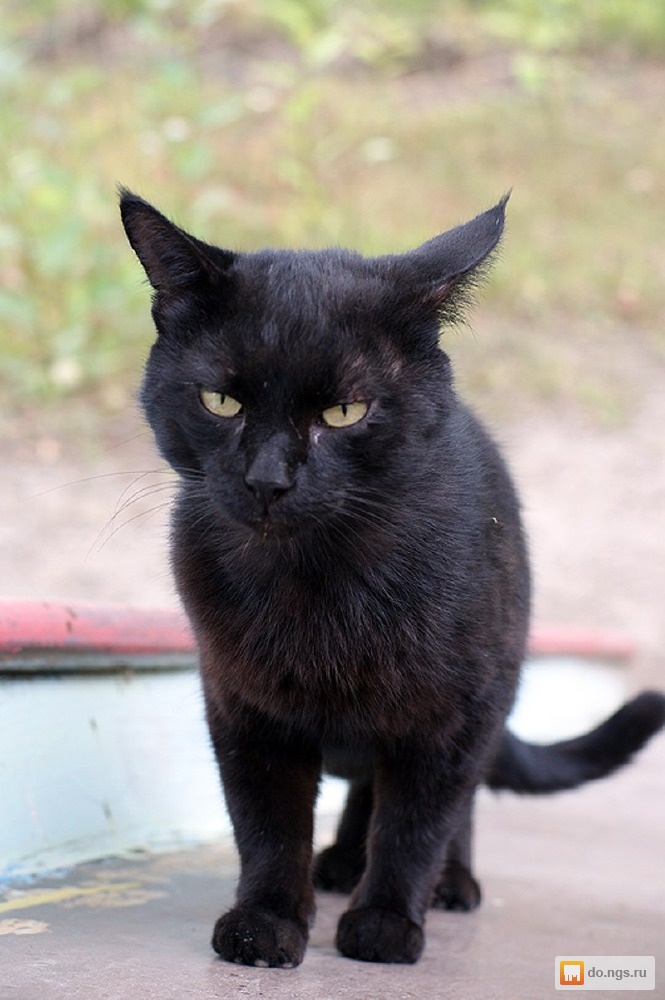 Описание черной кошки. Черный породистый кот. Черный кот порода. Черные коты порода. Черная кошка порода.