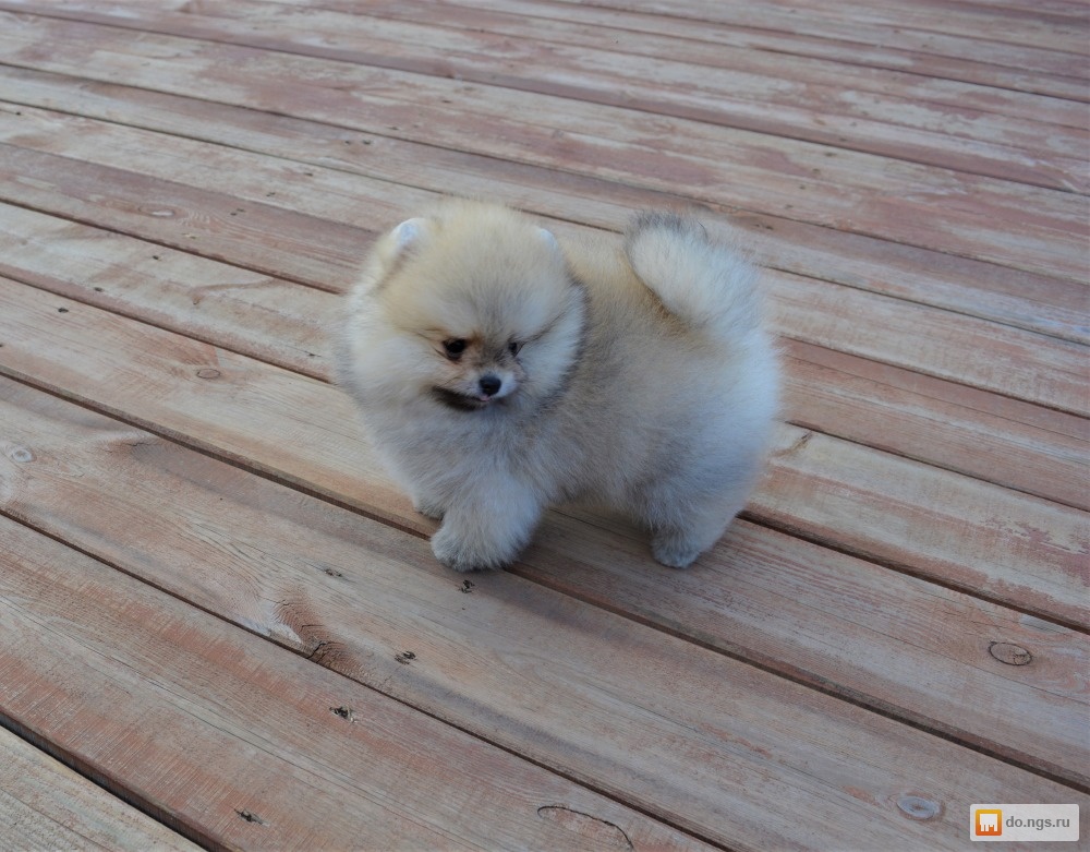 мини шпиц новосибирск. собаку шпица за 300 руб. померанский шпиц цеценок. мини шпиц новосибирск. шпиль порода собаки.