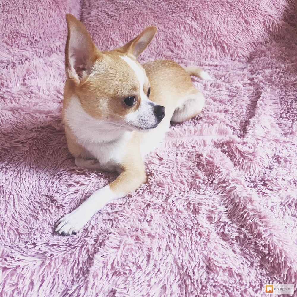 вязка собак мальчиков. вязка чихуахуа объявление. ищем кобелька для вязки чихуахуа. щенки мальчики чихуахуа. чихуахуа микро кобели для вязки.