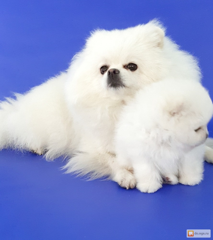 померанский шпиц мини белац. померанский шпиц. мини шпиц новосибирск. шпиц мини мишка. карликовый шпиц.