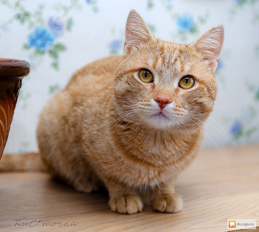 Кот василек. Кот в Васильках.