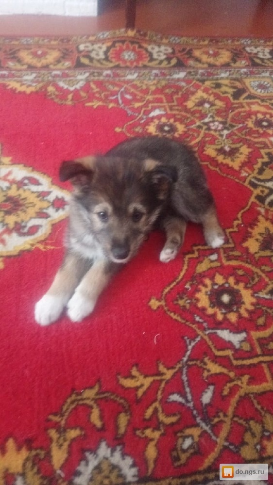 Отдам в хорошие руки новосибирск. Покажи котенка маленького черненького лайка. Отдам котят в добрые руки. Отдам в хорошие руки новосибирск. Потеряшки новосибирск животные.