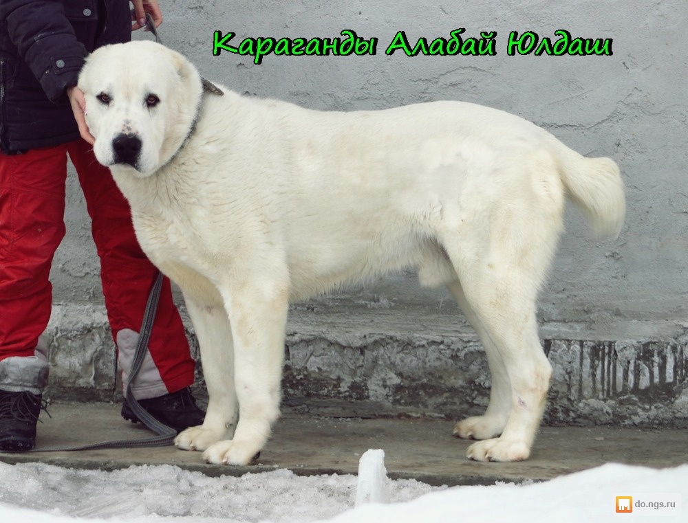 Алабай 7 месяцев фото рост и вес