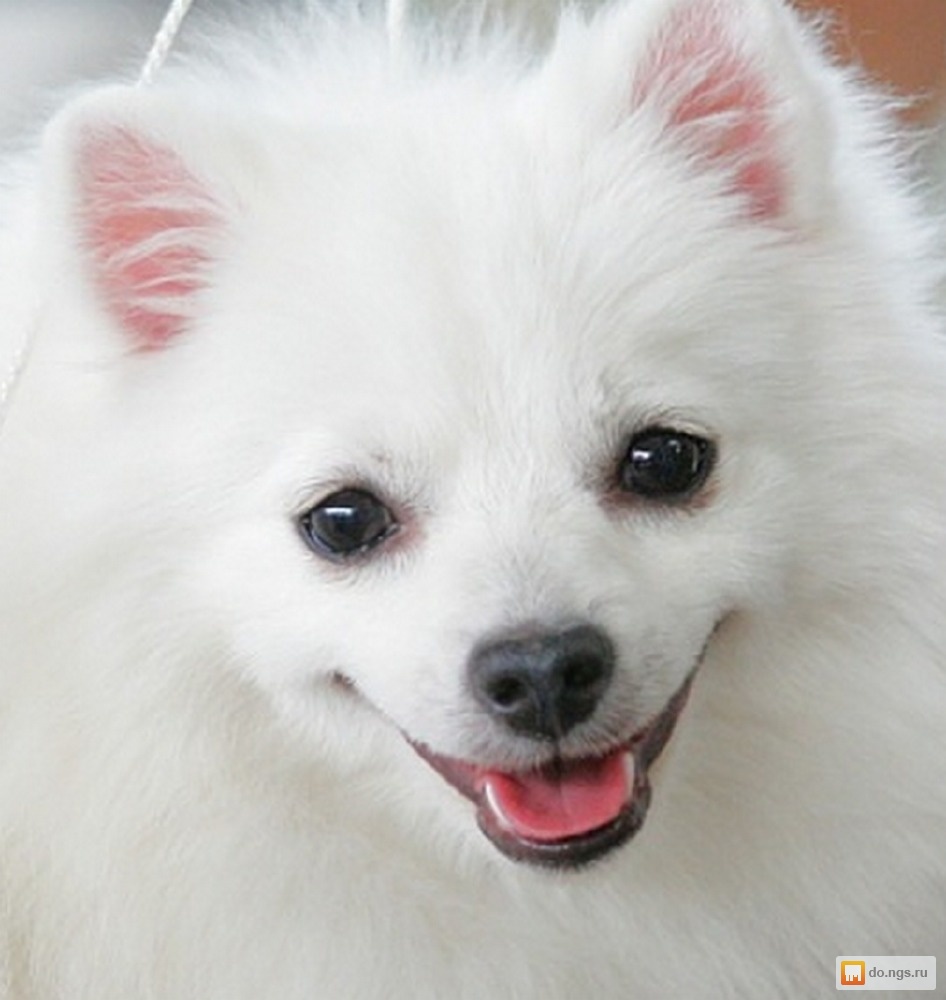 Немецкий шпиц фото белый щенок
