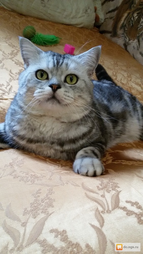 Кот на вязку шотландец прямоухий. Британские коты для вязки. As 2133 окрас. Кот на вязку авито. Смешные объявления о вязке.