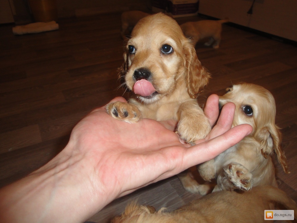 Собака нижний новгород. Приют кокер спаниелей. Русский спаниель 1 месяц. Русский спаниель черный. Смесь дворняги с американским спаниелем.