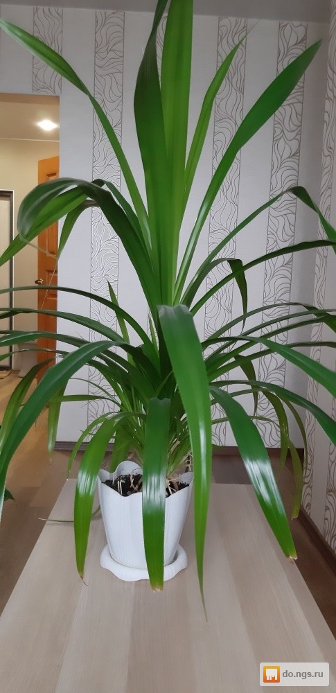 Панданус комнатное растение фото описание