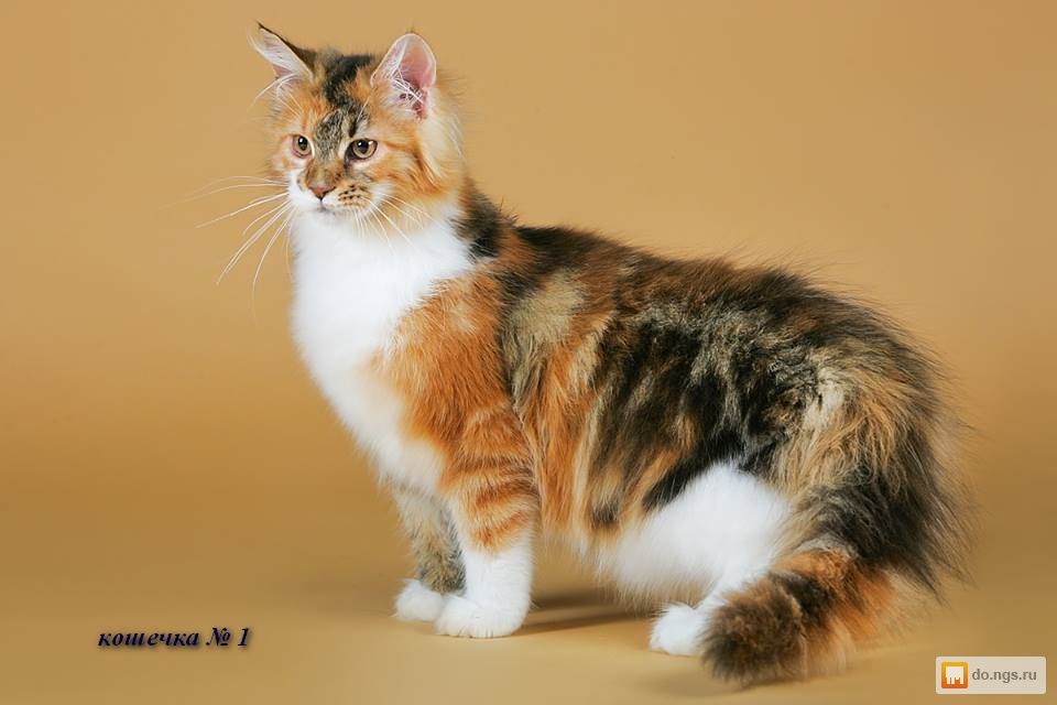 Черепаховый окрас кошки фото. Мейн кун Калико. Трехшерстный бобтейл. Трехцветная черепаховая кошка. Трехшерстный британец.