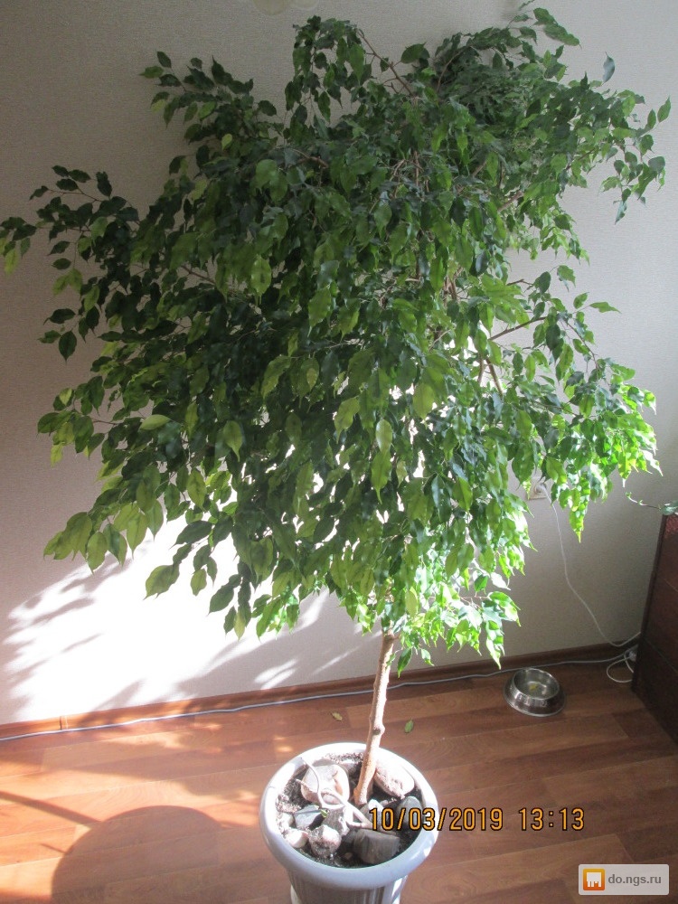 Продам взрослого. Фикус Бенджамина Голден Моник. Моник Ficus Monique. Фикус Golden Monique. Сорт Моник фикус.