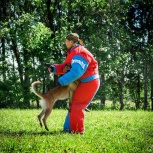 Кинолог Инструктор по дрессировки собак . Клуб СДКЦ, Новосибирск