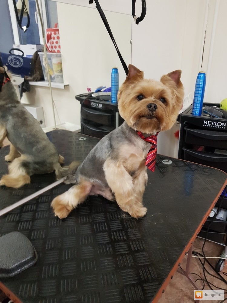 груминг собак. зоосалон для собак. зоосалон для собак. стрижки собак мелких пород. грумер новосибирск.